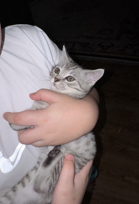 Котенок скоттиш страйт