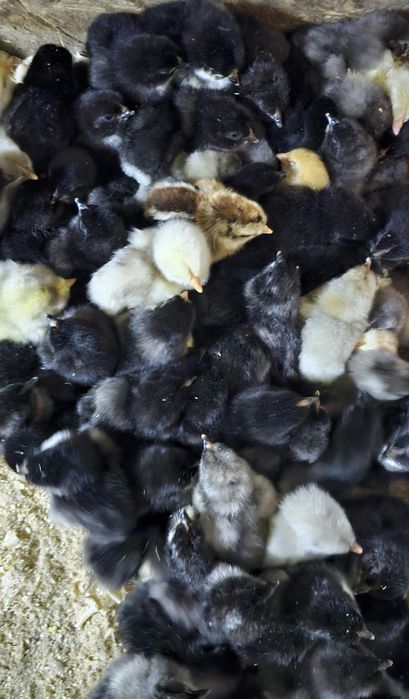 Продаются суточные цыплята