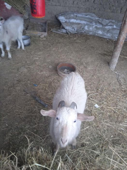 Козы ешкі сатылады