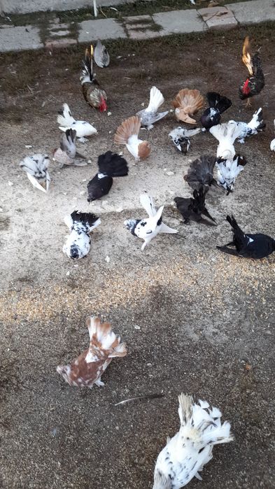 Vând porumbei rolleri de Cluj
