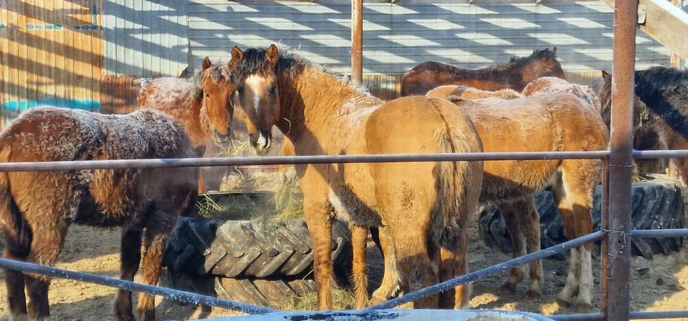 Продам лошадь 4 года