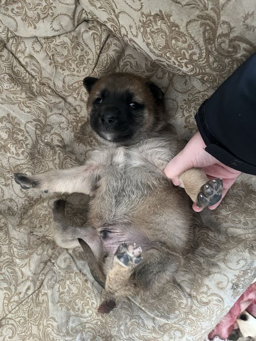 Щенок бельгийской овчарки