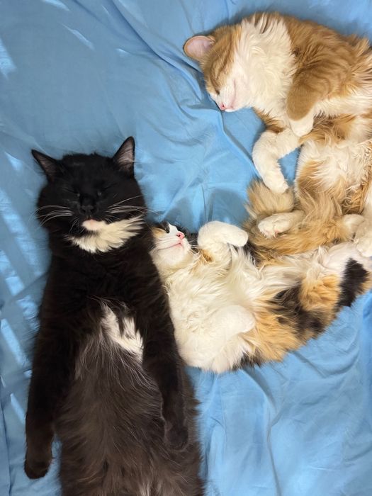 Отдам в хорошие руки кота