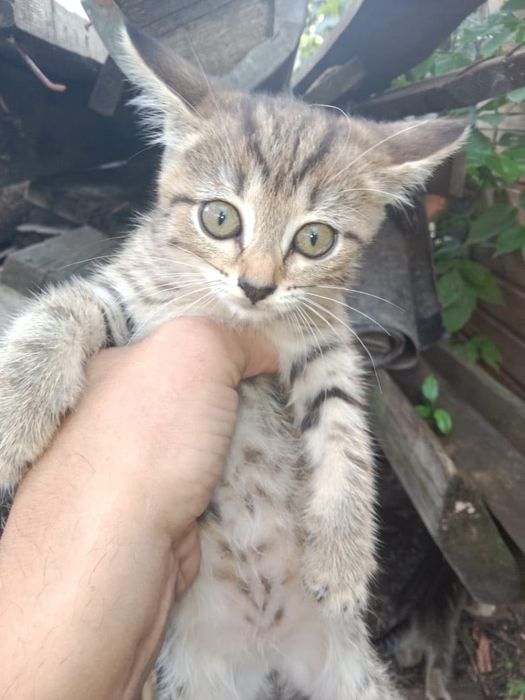 Отдадим котят в добрые руки