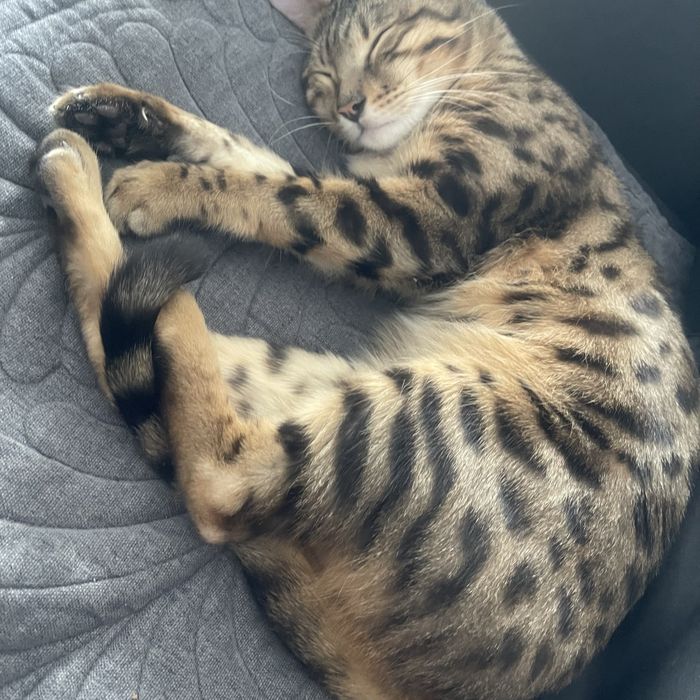 Продам срочно бенгала!