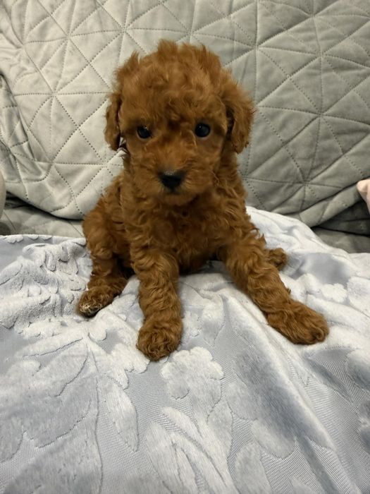 Той пудел//Пудел той