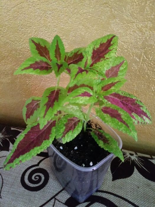 Колеус. Продам..