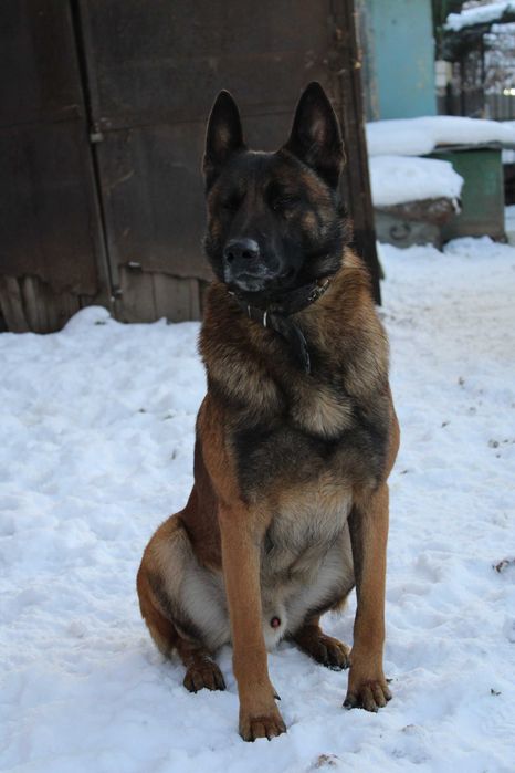 Вязка БО малинуа