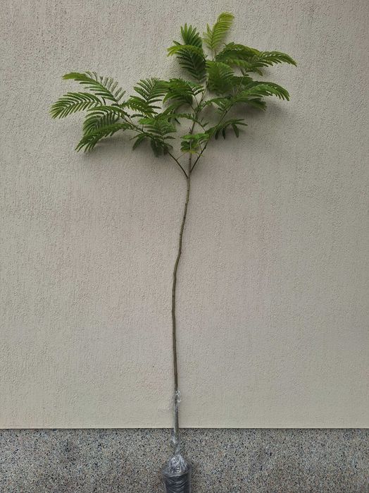 Puiet arbore de matase parfumat ALBIZIA