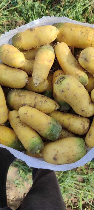 Сарик сабзи.любой объем.желтая морковь