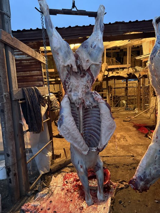 Кунажын байталдар сатылады