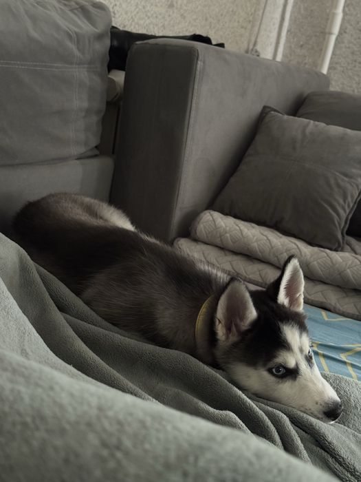 Щенок Хаски девочка добрая умная