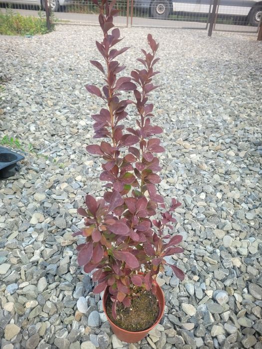Berberis th. Red Rocket
