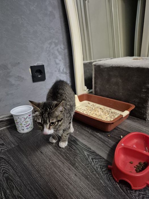 Срочно отдам котёнка!