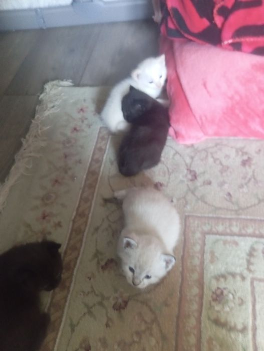 Котята красивые.