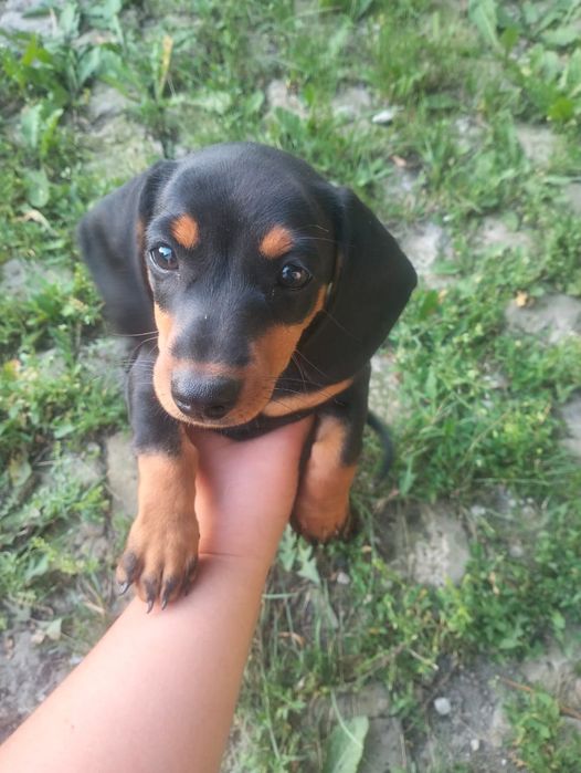 Отличные Щенки таксы!!!