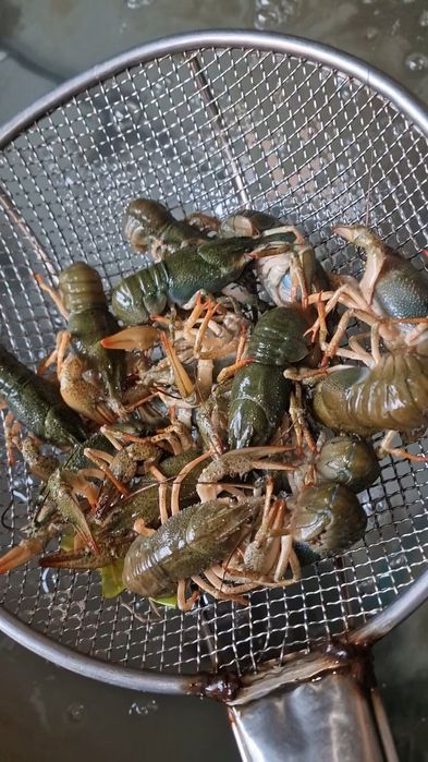 Раки в Алматы продам