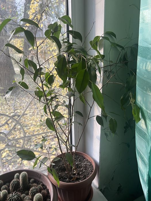 Фикус 50 см высотой