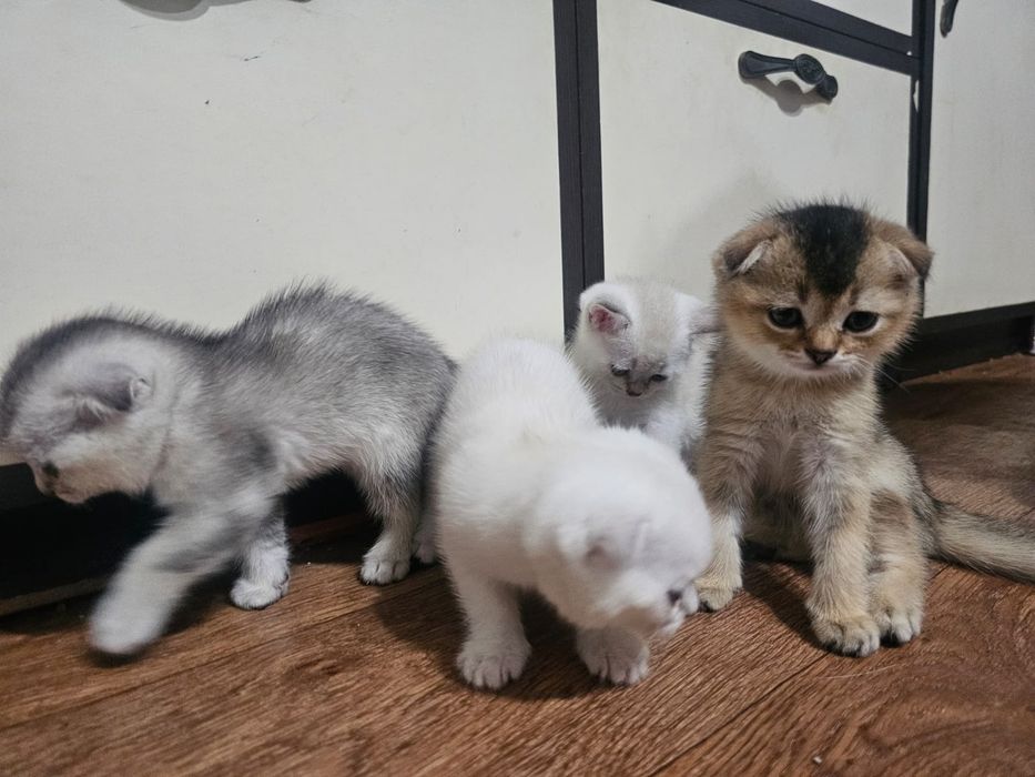 Продаются котенки