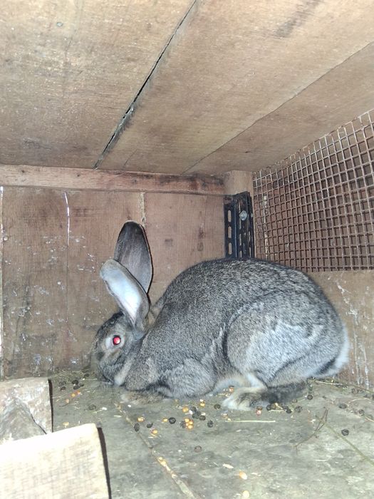 Vind 2 iepurite Urias German montat