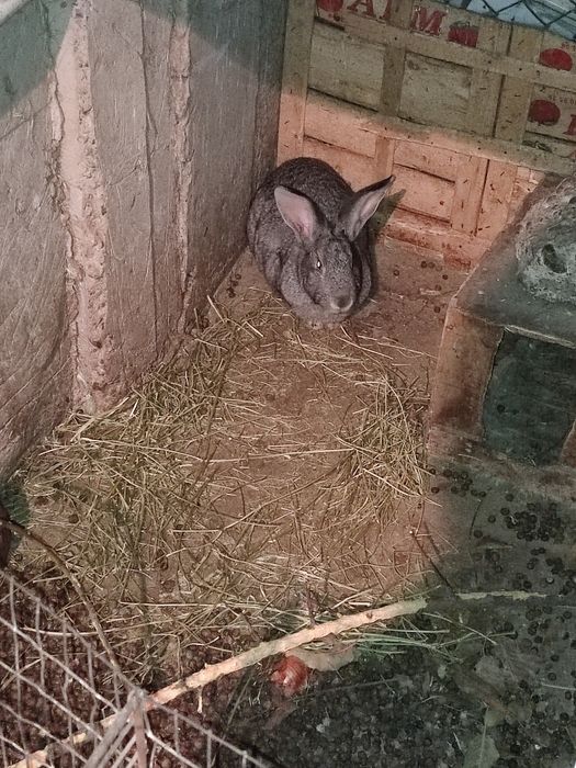 Кролики самка 8000 т