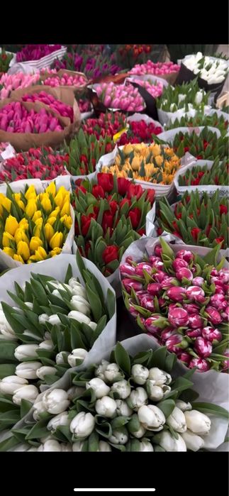 Тюльпаны круглосуточно доставим