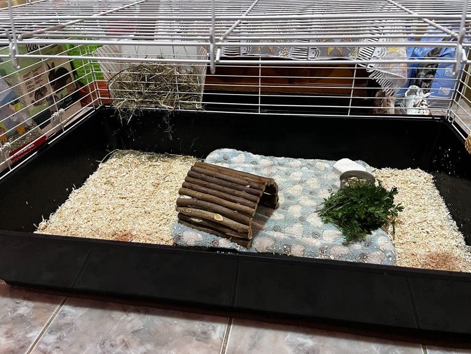 Porcusor de guineea