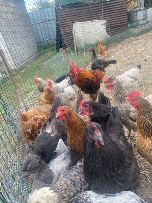 Продам домашных курей