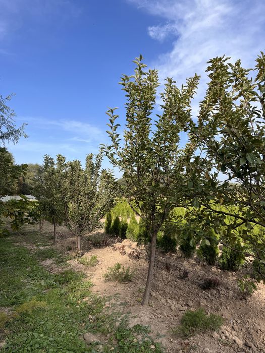 Плодовые деревья