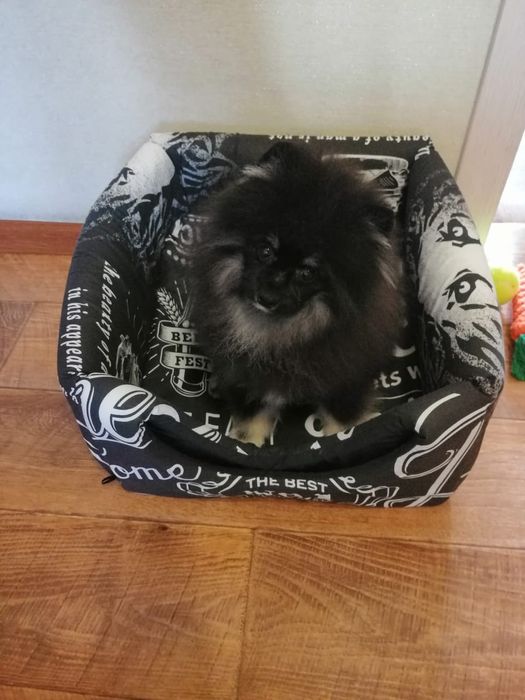 Продам немецкого шпица