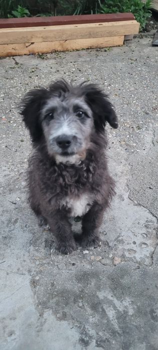 Dau spre adopție catel talie medie
