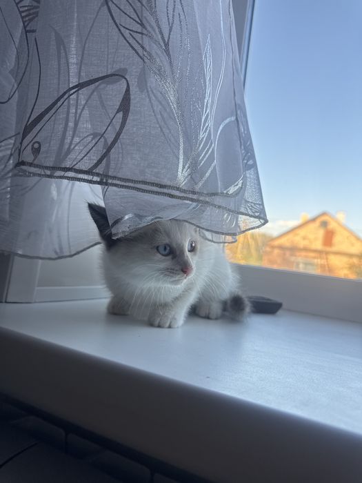 Котятки милые забирайте
