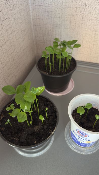 Лимонное деревце из Афин - Греция