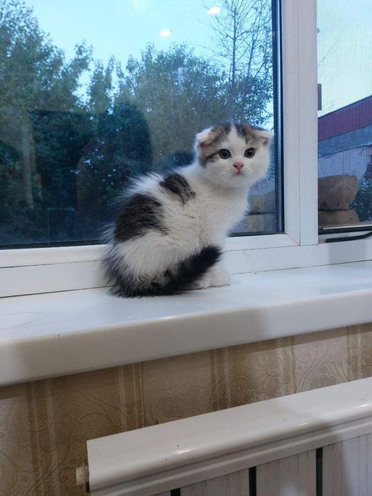 Продается кошечка