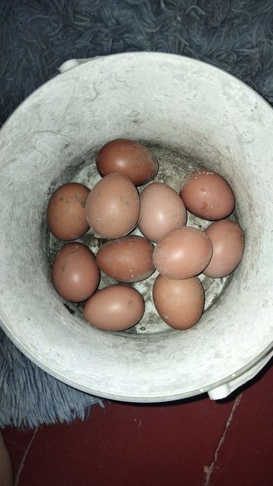 продаю домашние яйца на кшт