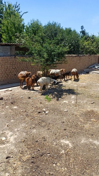 Ona bola qoylar optm satlad 5 ta ona qoy 5 ta bolas 1 tas ed tuğad