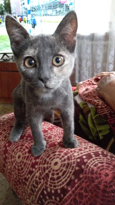 Отдам подрощеного котенка!