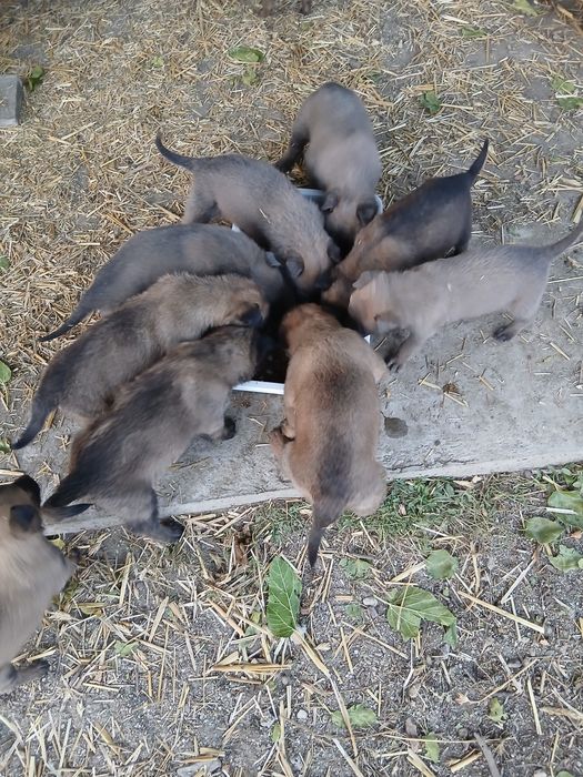 Căței Ciobănesc Belgian Malinois – disponibili!