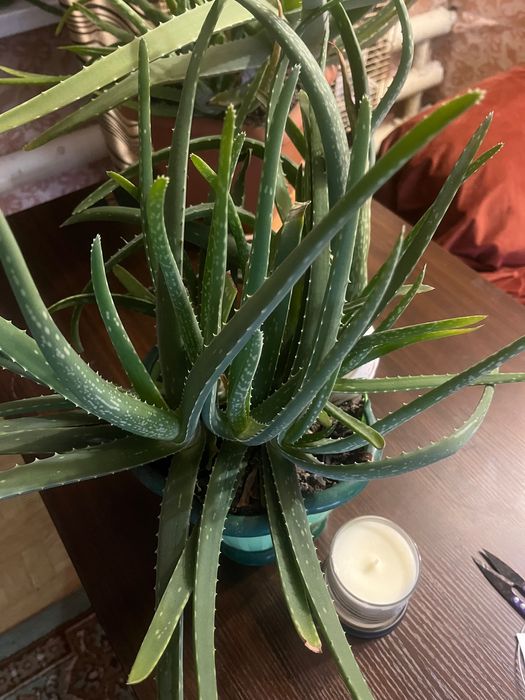Продаю лечебный алое вера