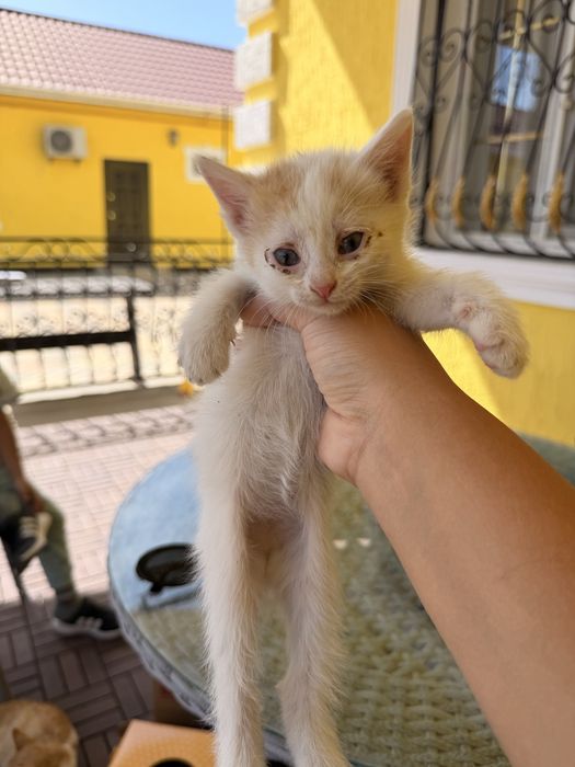 Отдам котят в добрые руки