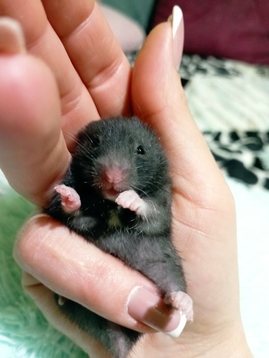 Сирийские хомяки