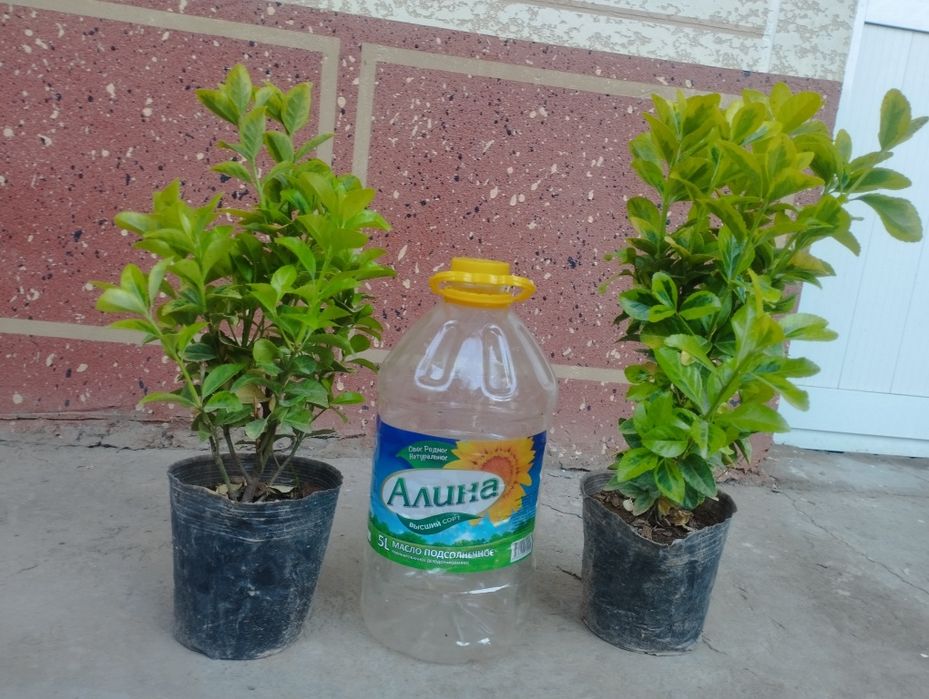 Шамшод бересклет