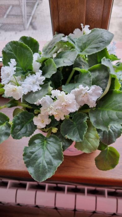 Продаются фиалки разных сортов