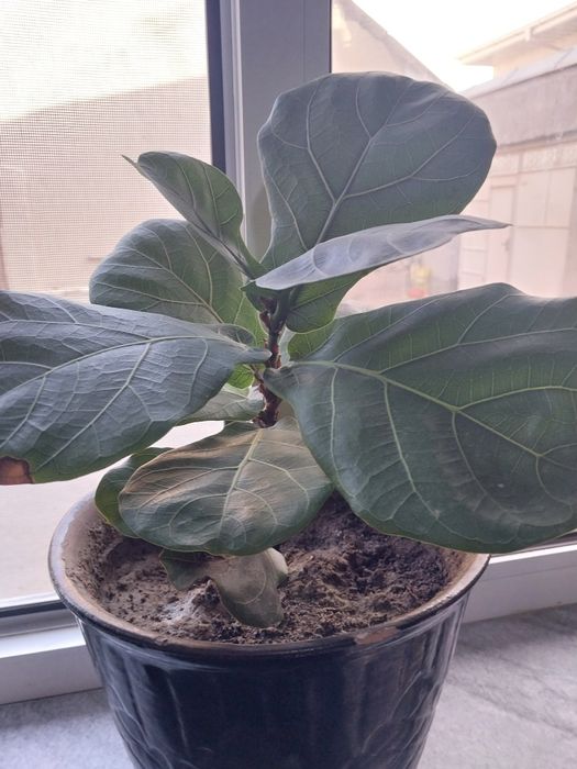 Цветы в дом. выращивании