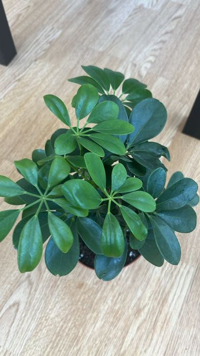 Подселение мужчины с хозяйкой