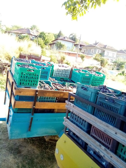 Продавам грозде Мерло. Каберне Фран рекацители