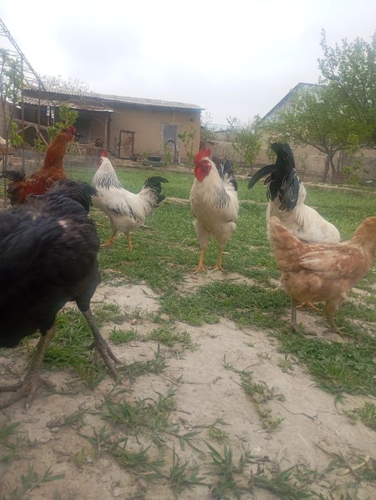 товук ва хурозлар сотилади  срочна