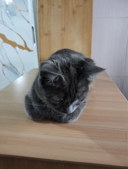 отдам в заболивые руки