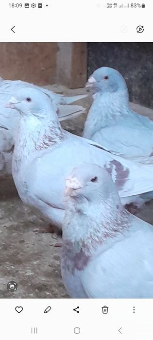 Porumbei standard și bălțați