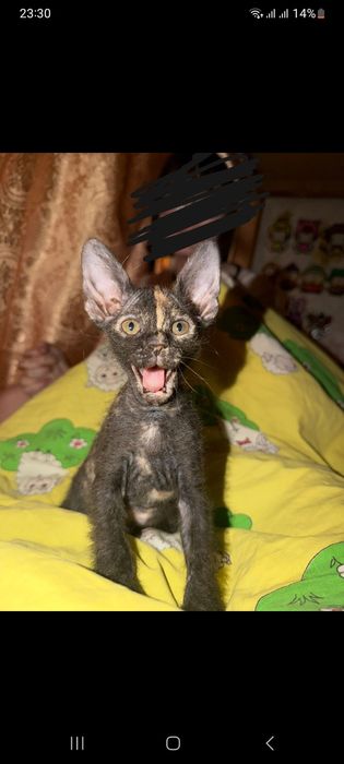 Продаю девочку сфинкс